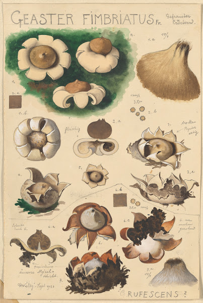 Geaster fimbriatus 1915 1945