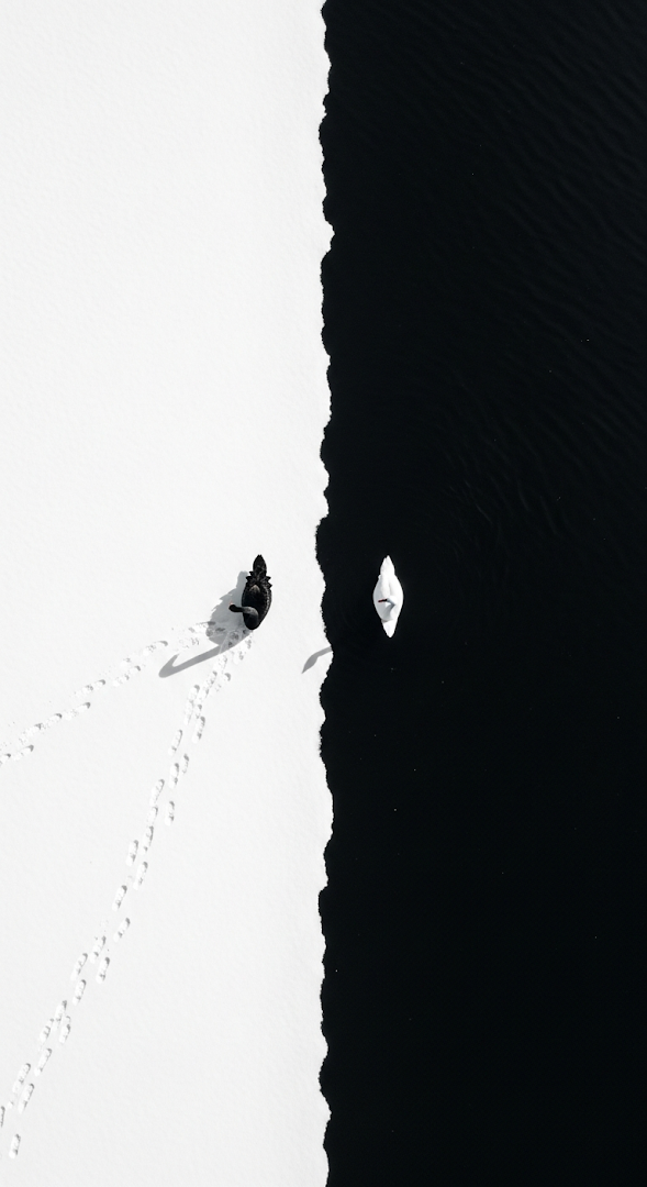 Conceptual Top-Down Photo of Black and White Swans on Divided Snow and Water