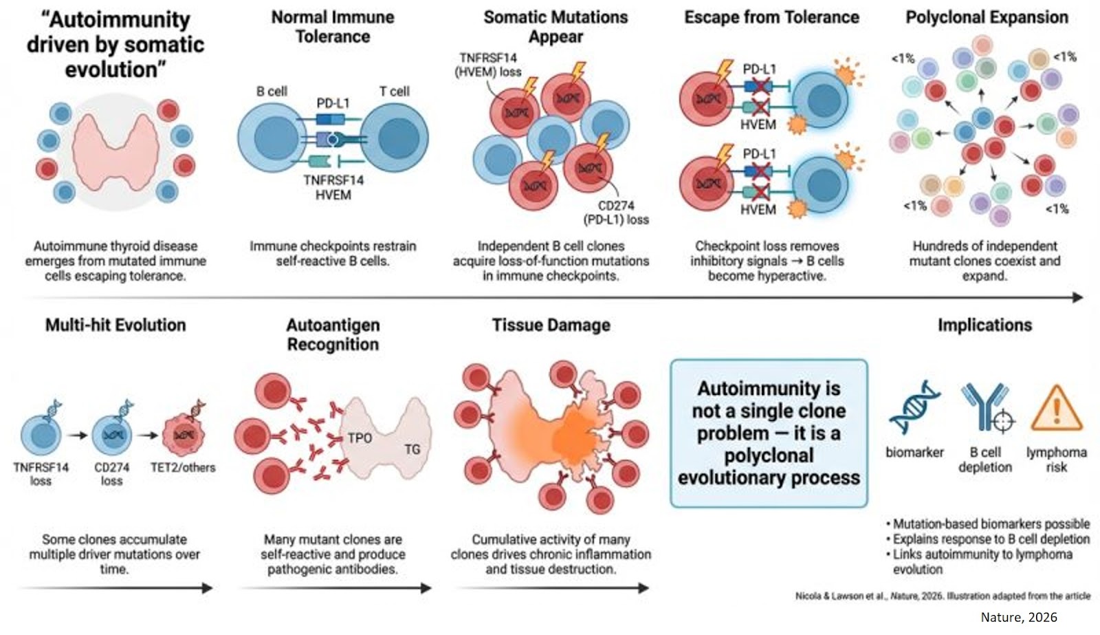 Mutations in immune cells linked to autoimmune diseases