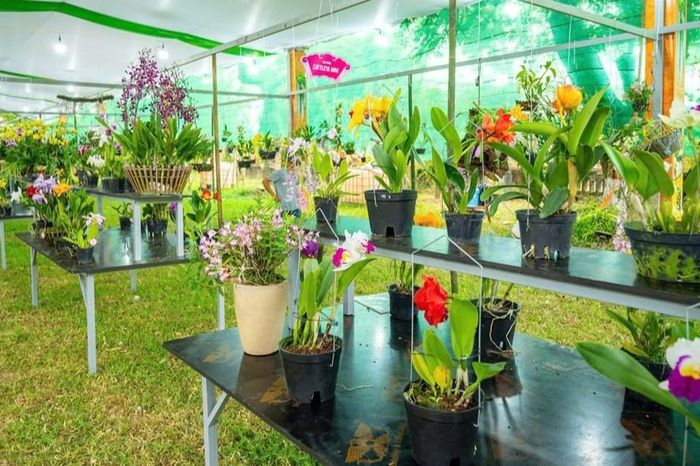 Lan quý hội tụ Hoàng cung - Báo Thừa Thiên Huế