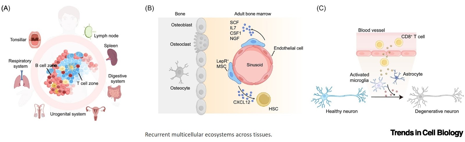Multicellular ecosystems: Linking cellular diversity to tissue function and disease