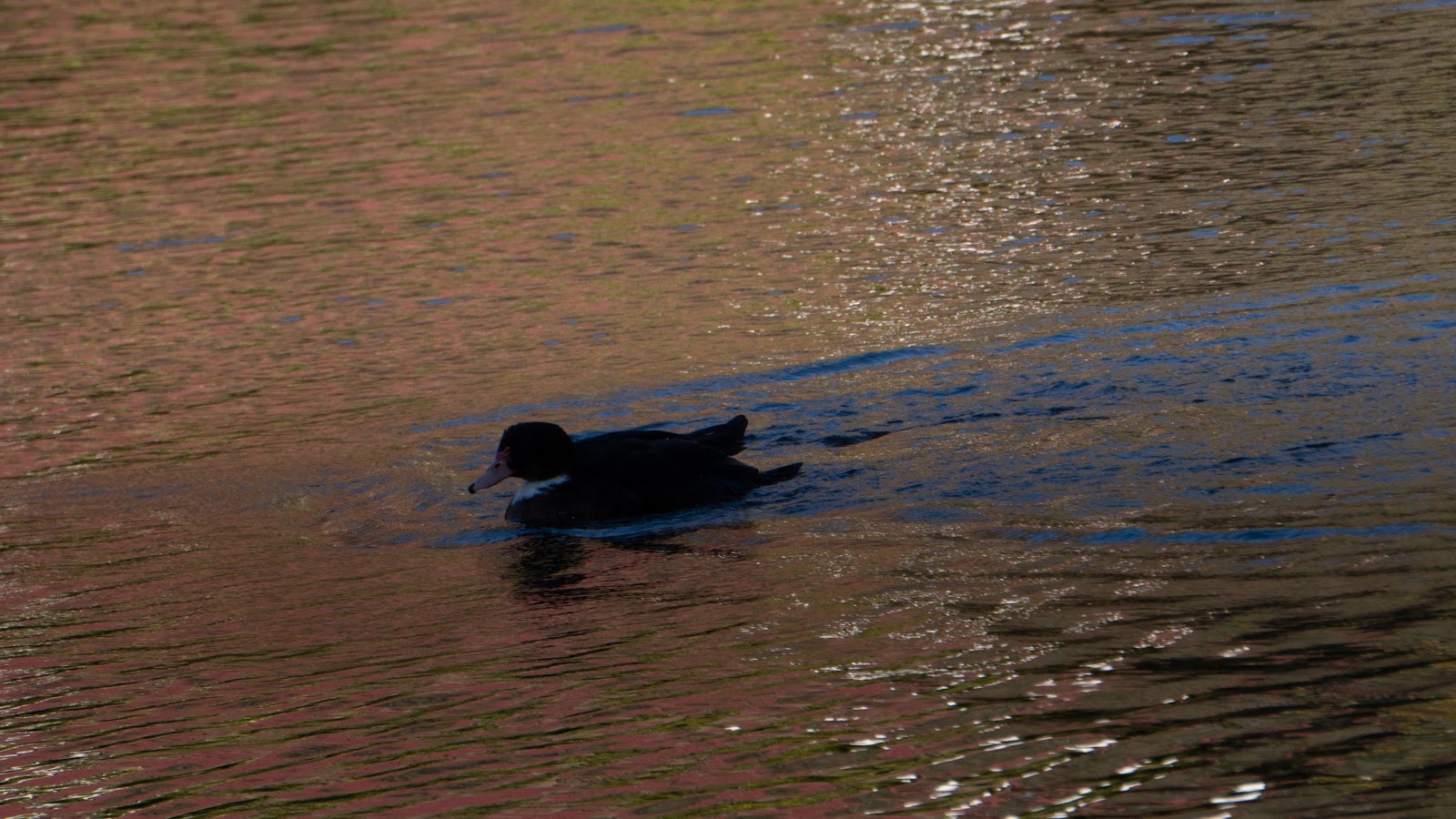Pareja de Patos