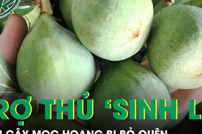 Cây mọc hoang bị bỏ quên hóa 'trợ thủ' sinh lý nam giới - Báo Sức Khỏe &amp; Đời Sống