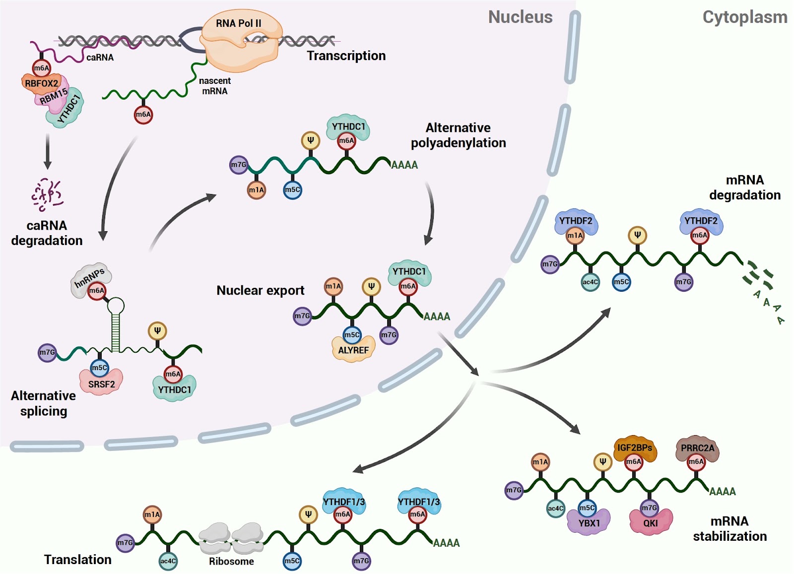 RNA modifications: emerging players in the regulation of reproduction and development