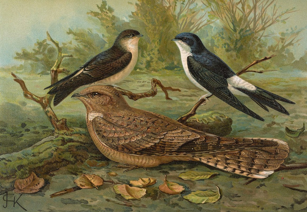 Chelidonaria urbica Caprimulgus aegyptius Lichtenstein