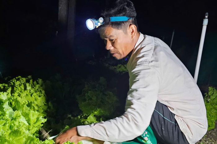 Sáng đèn thu hoạch rau đêm - Báo Thừa Thiên Huế