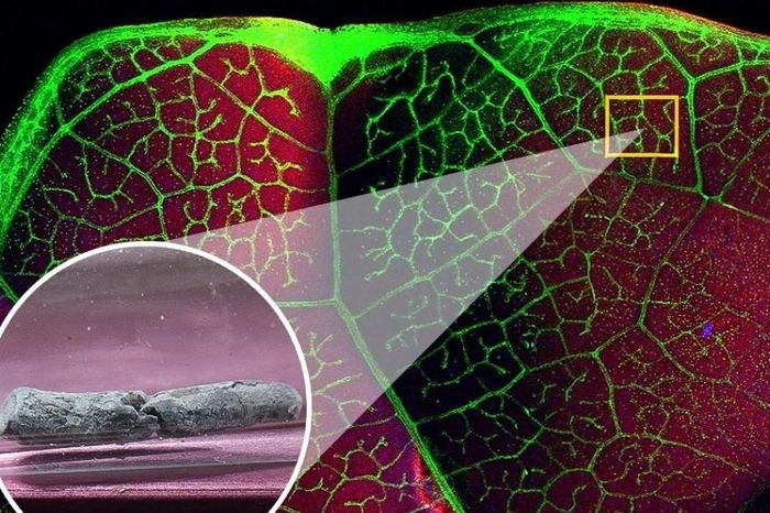 Loài thực vật có thể chiết xuất các kim loại độc hại trong đất - Báo Tri thức &amp; Cuộc sống