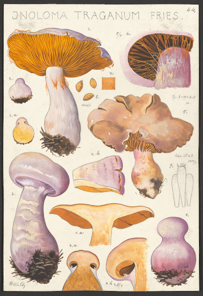 Inoloma Traganum Fries 1915 1945