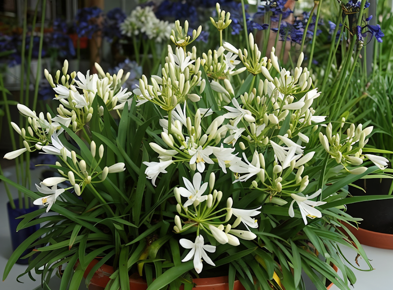 Agapanthus praecox 'Thumbelina', fioritura estiva blu-viola