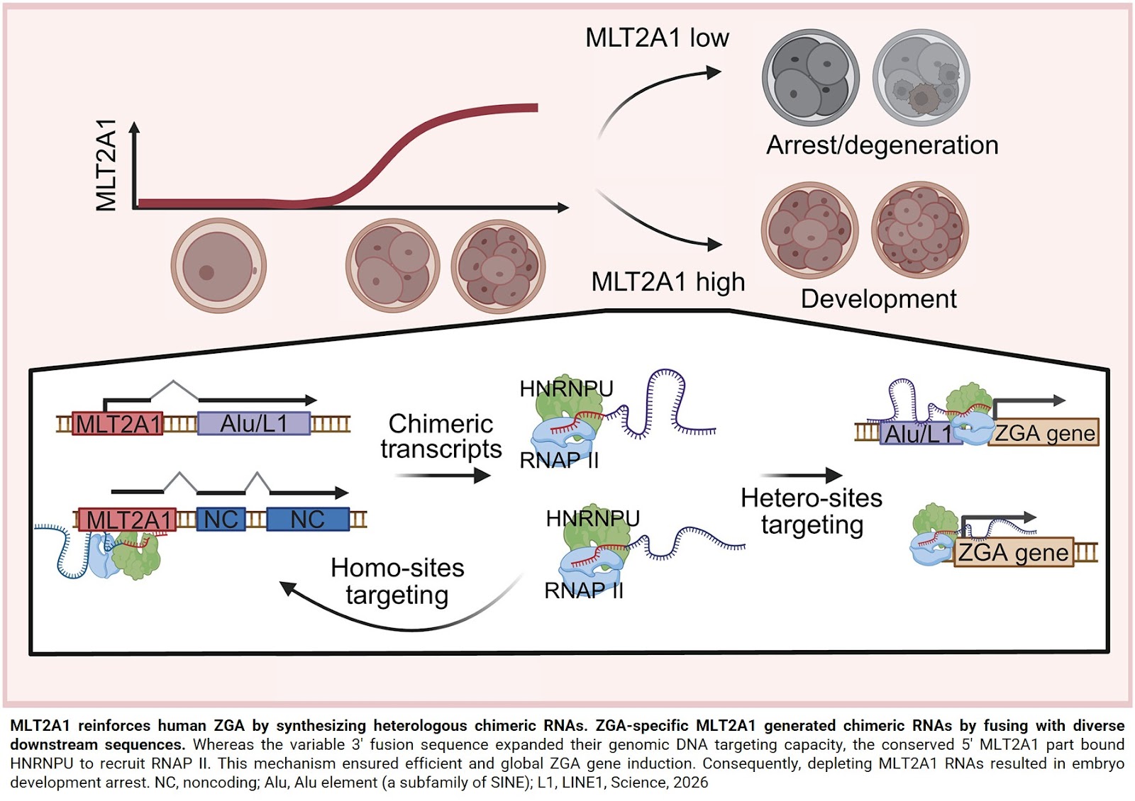 Endogenous retroviruses promote early human zygotic development