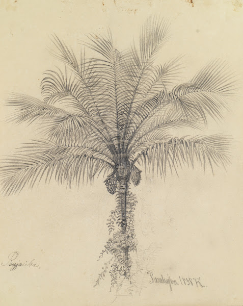 Palmstudie II 1858