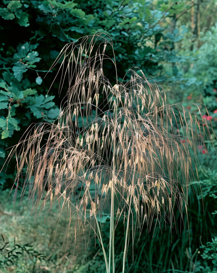 Stipa gigantea in pieno sole con spighe dorate nel giardino naturalistico