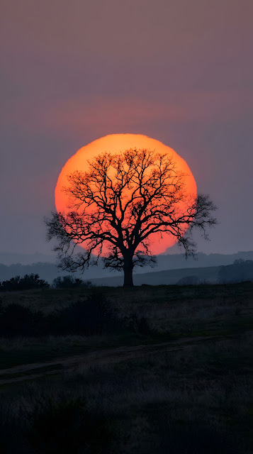 Silhouette of a Large Tree Inside a Giant Vibrant Orange Sun at Sunset - Free mobile Wallpaper