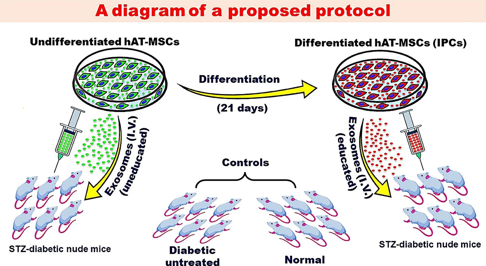 Current status of stem cell therapy for type 1 diabetes: a critique and a prospective consideration