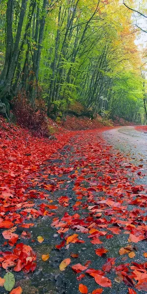 Road, Fall, Red Leaves, Fallen Leaves, Outdoors Full HD iPhone Wallpaper Background
