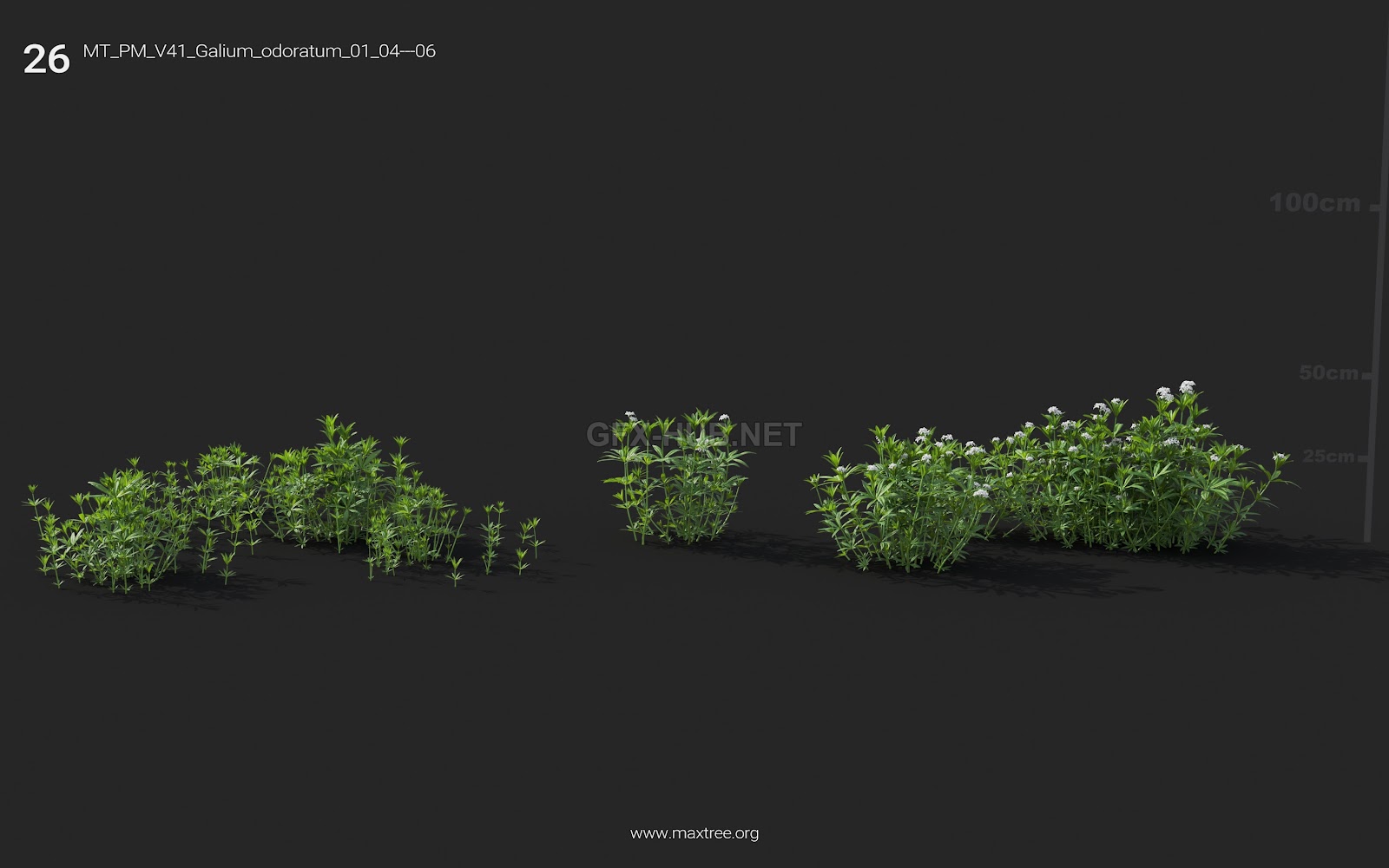 Maxtree - Plant Models Vol.41