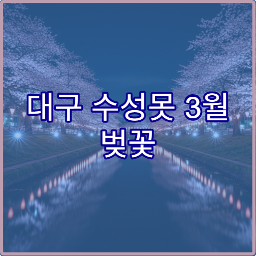 대구 수성못 3월 벚꽃 야경 저녁 8시 이후 로맨틱 포인트 TOP5 위치