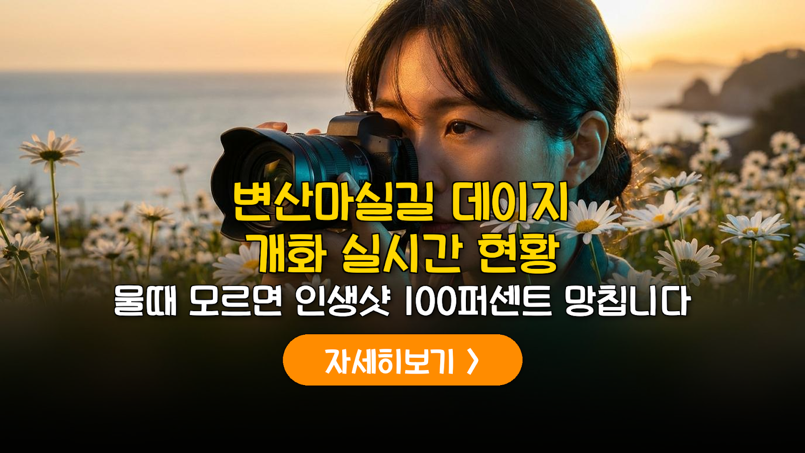 부안 마실길 1코스 데이지 개화 및 비용 가이드