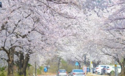 카이스트 캠퍼스 벚꽃 풍경