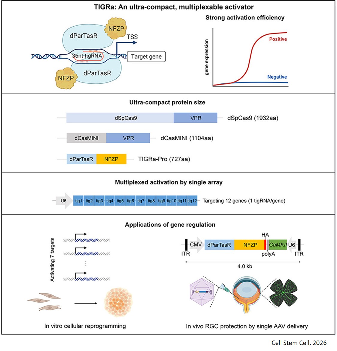 TIGRa: An ultra-compact programmable activator enabling multiplexed and efficient gene regulation