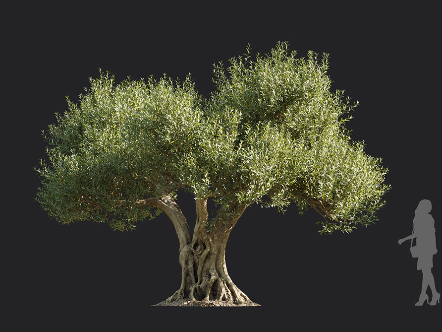 Maxtree - Plant Models Vol.113