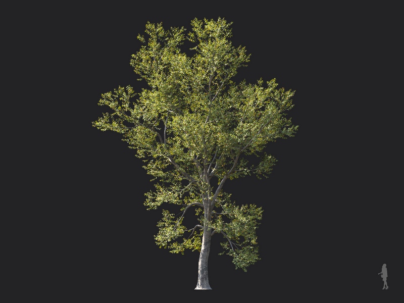 Maxtree - Plant Models Vol.124