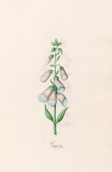 Fingerhüt 1692