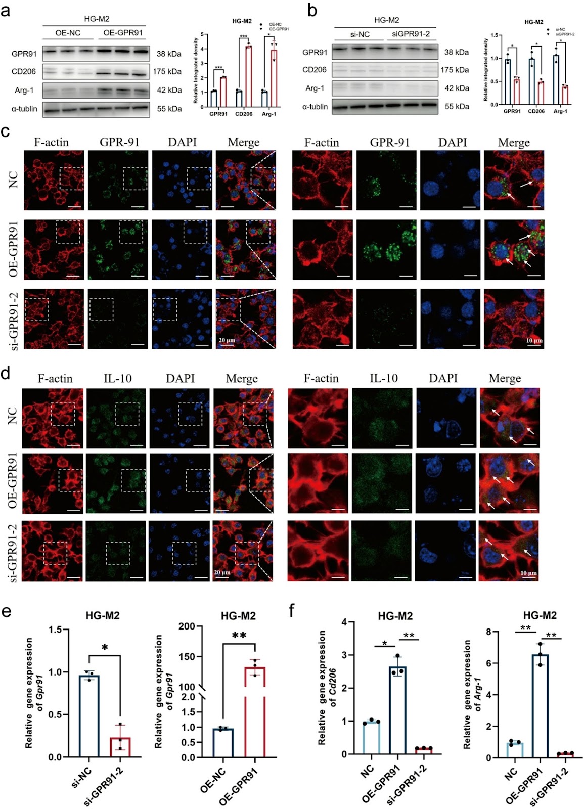 From inflammation to healing: the crucial role of GPR91 activation and SDH inhibition in chronic diabetic wound recovery