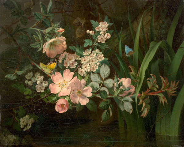 Branchage daubépine de rosier et vol de papillons dans des roseaux