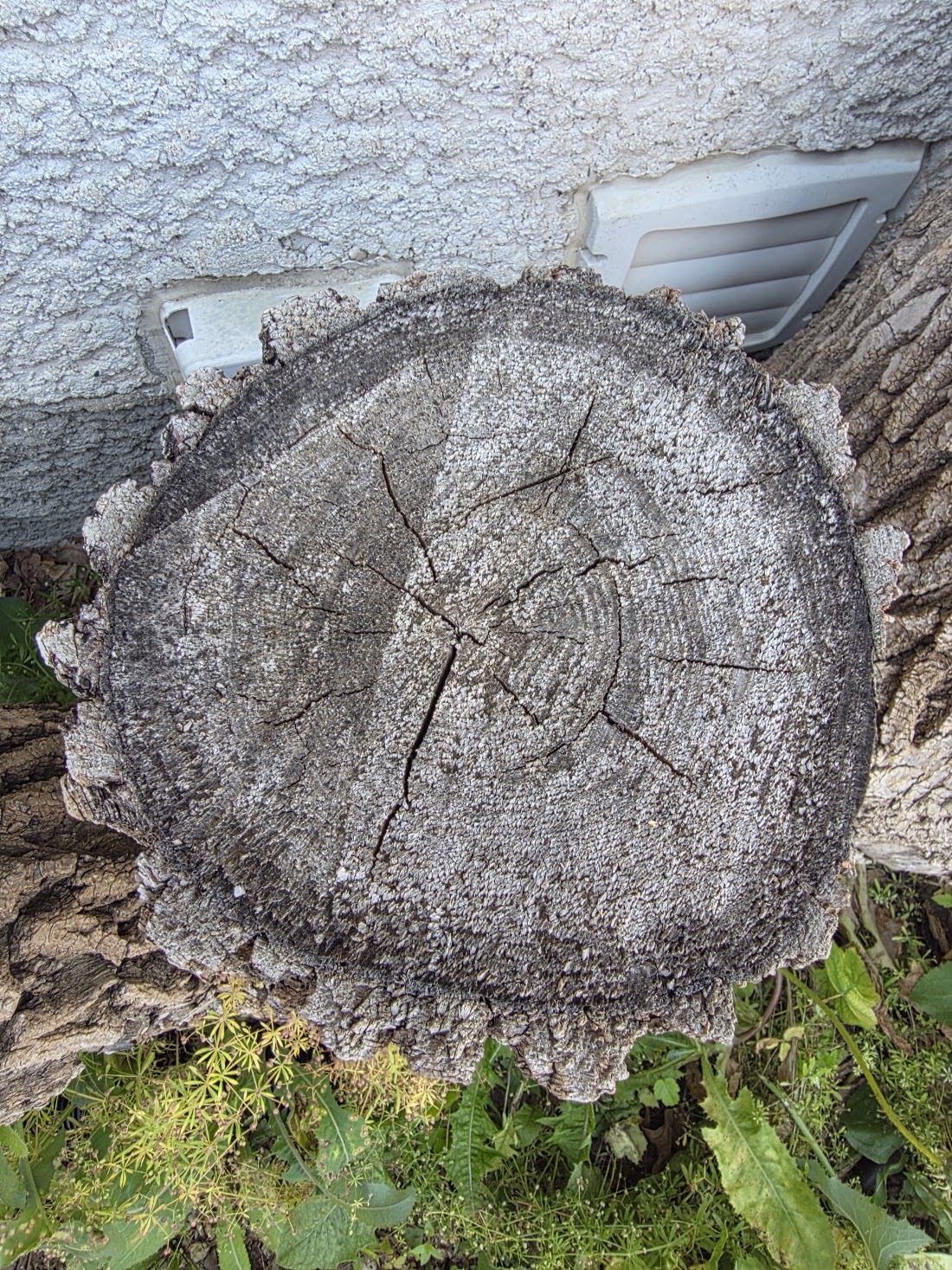 The River Road ash end grain