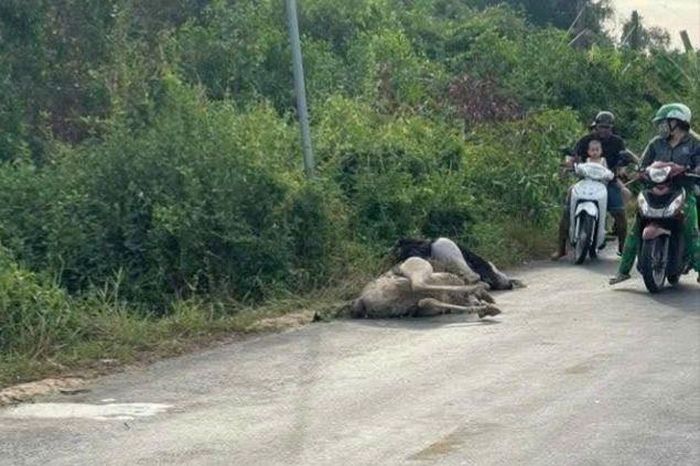 Phát hiện 10 con đà điểu trên đường ở Tây Ninh, 6 con đã chết - Báo Pháp Luật TP.HCM