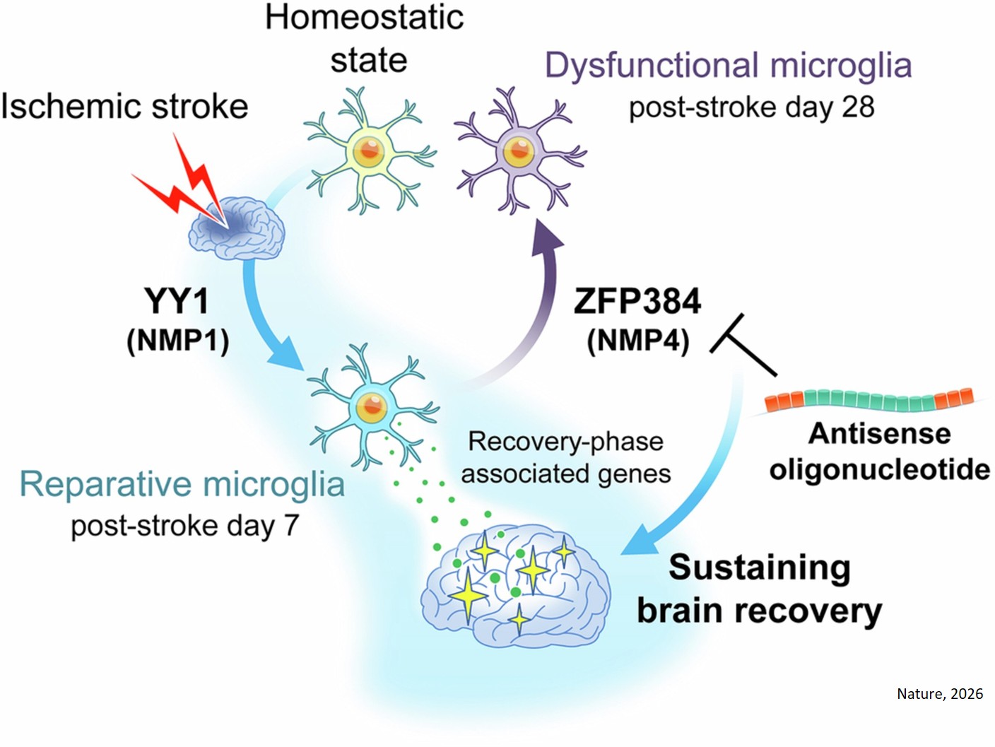Retaining microglial reparative function enhances stroke recovery
