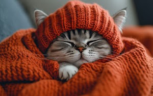 Cat Wallpaper