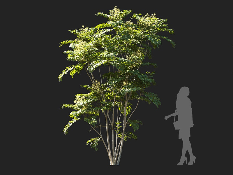 Maxtree - Plant Models Vol.122