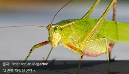 쥬라기 곤충 소리 - 1억 야생의 울림, 쥬라기 곤충 소리 AI로 재현하다