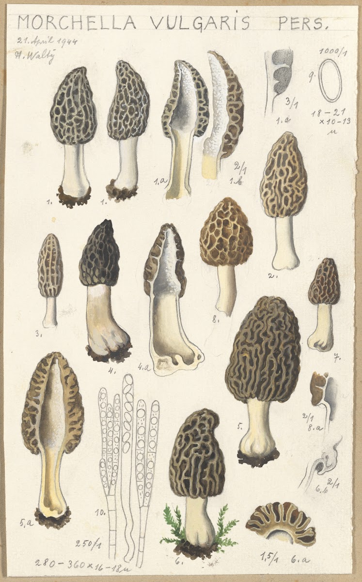 Morchella vulgaris 1915 1945