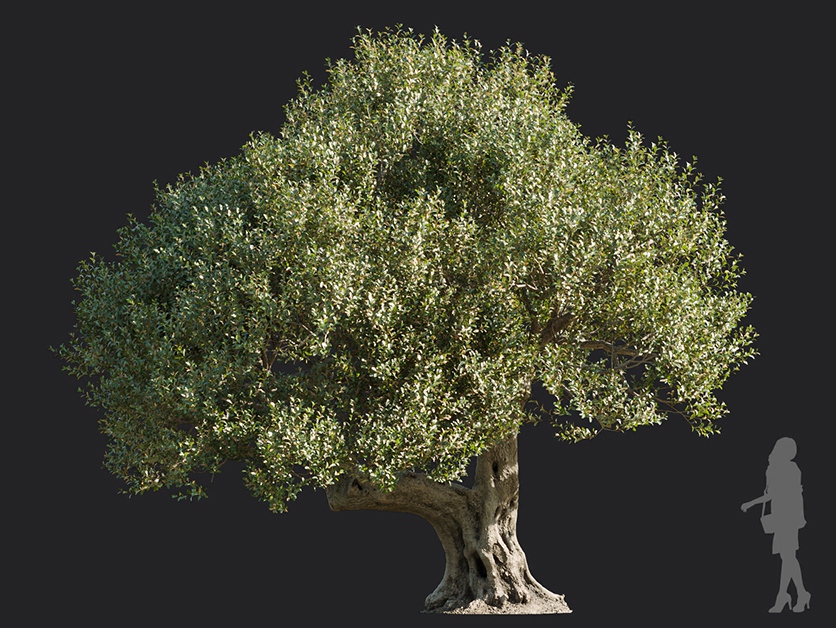 Maxtree - Plant Models Vol.113