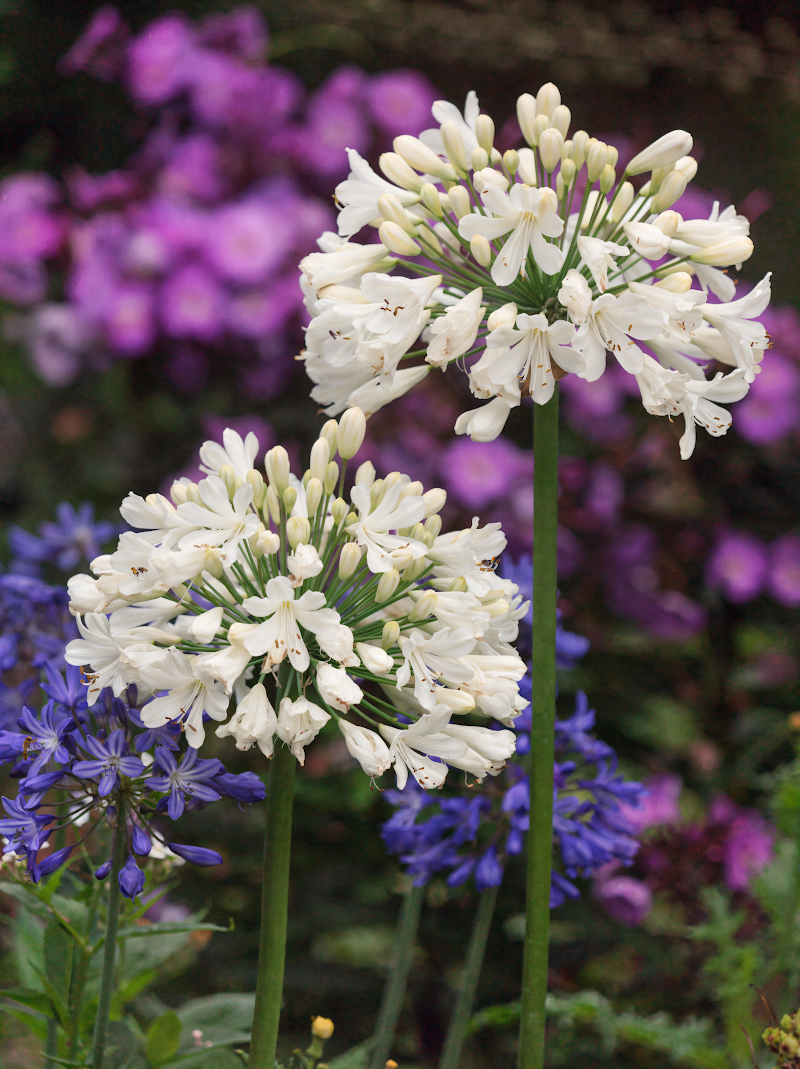 Agapanthus praecox 'Snow Crystal' con fiori bianchi a ombrello in un giardino soleggiato