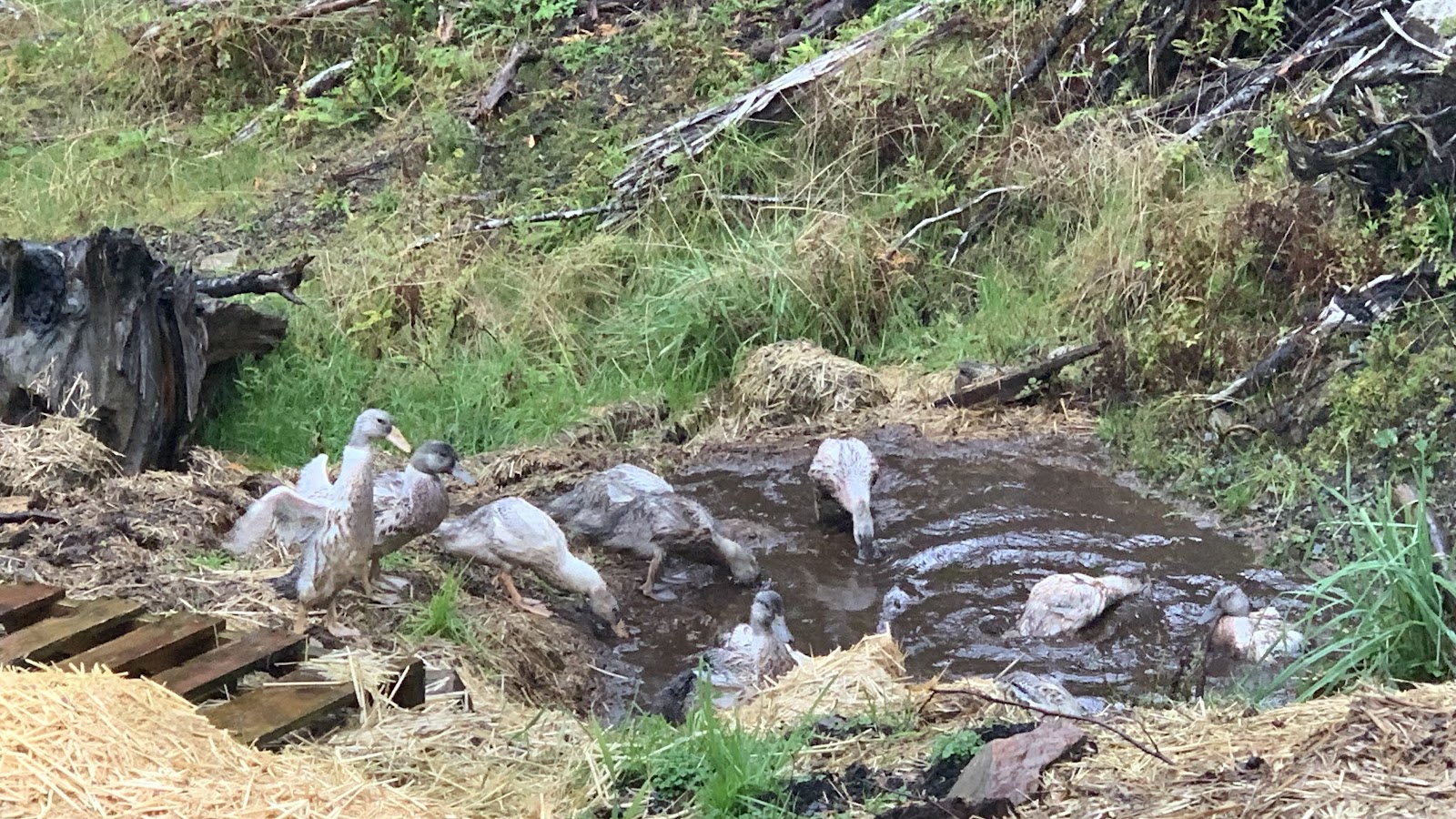 Welsh Harlequin Duckling