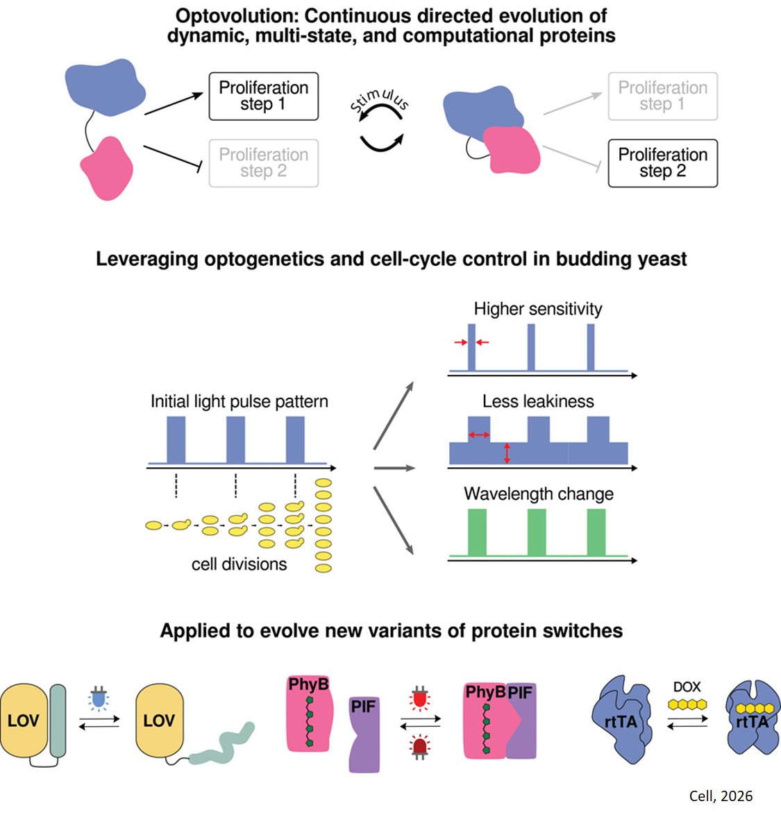 Light-directed evolution of dynamic, multi-state, and computational protein functionalities