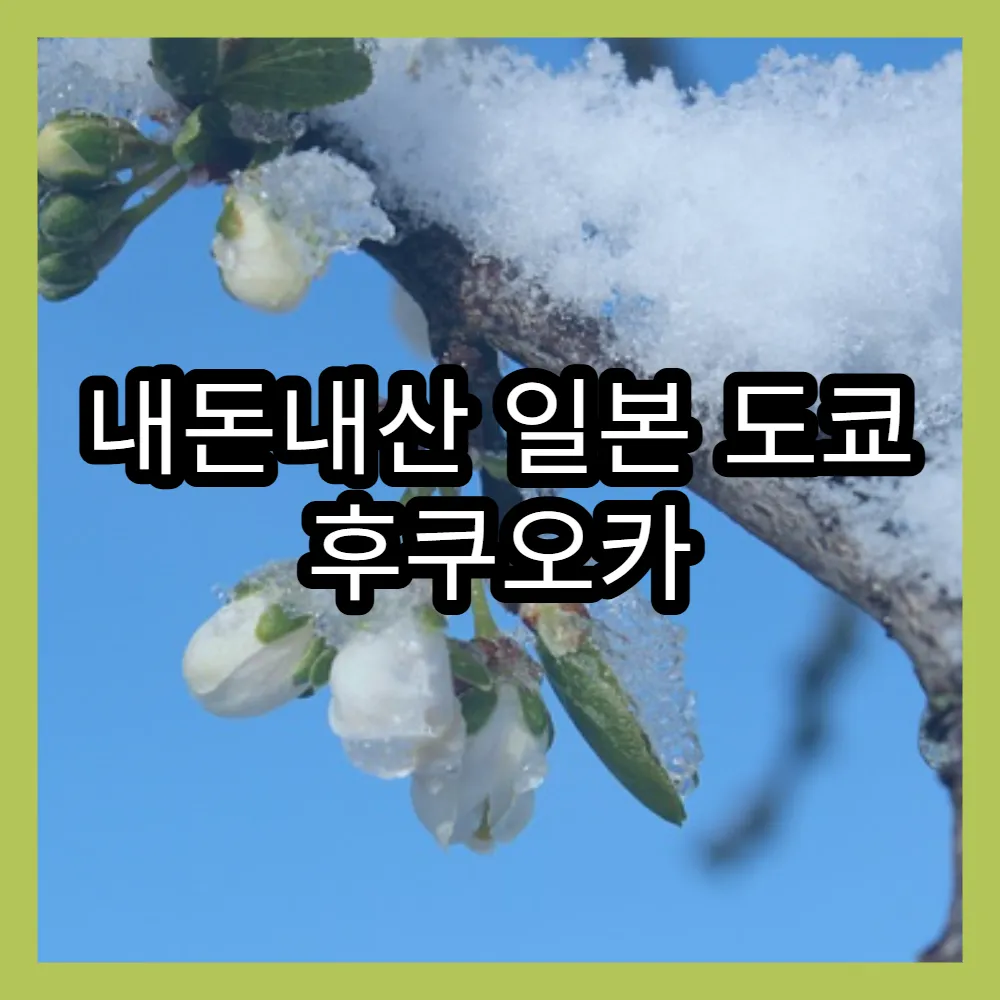 내돈내산 일본 도쿄 후쿠오카 돈키호테 쇼핑리스트