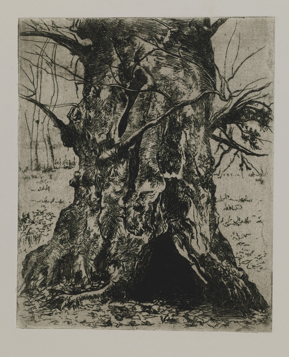 Tree Trunk ca1910