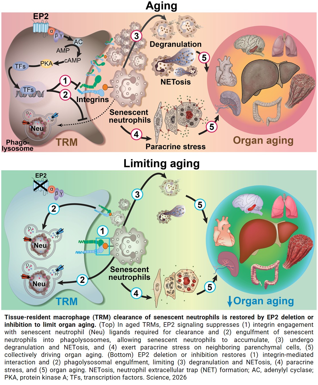 Breakdown of immune cells’ interaction is key driver in aging
