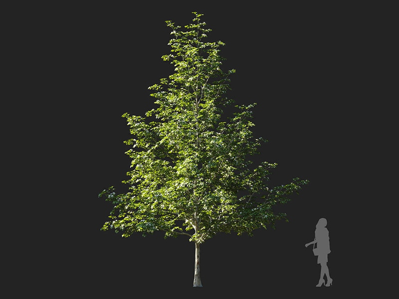 Maxtree - Plant Models Vol.122