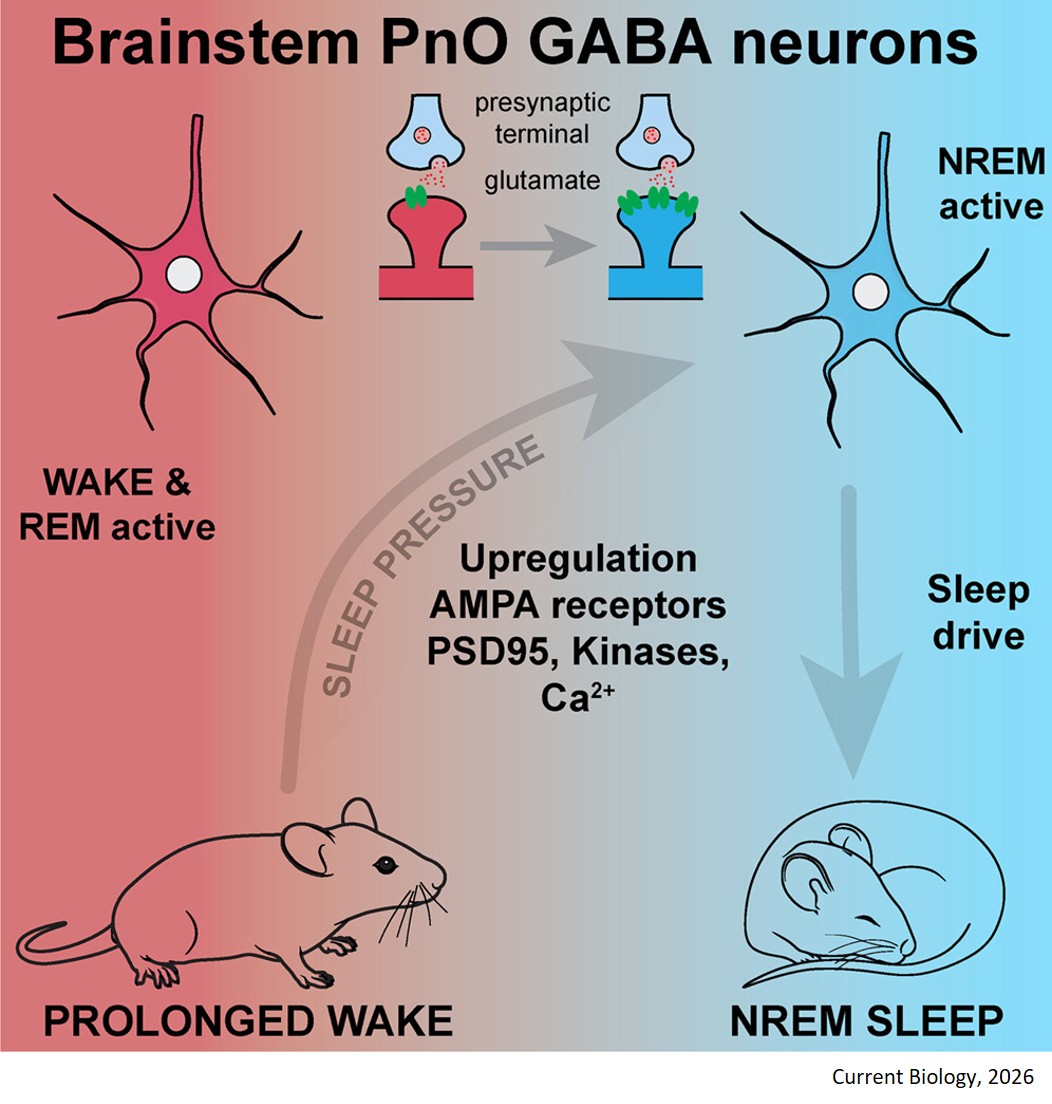 Wake-active brainstem GABA neurons signal sleep pressure by upregulating AMPA receptors to drive recovery sleep