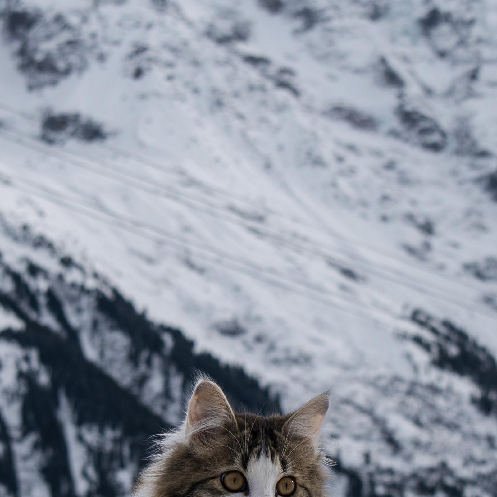 Download Fluffy Cat In Snowy Mountains Full HD iPhone
