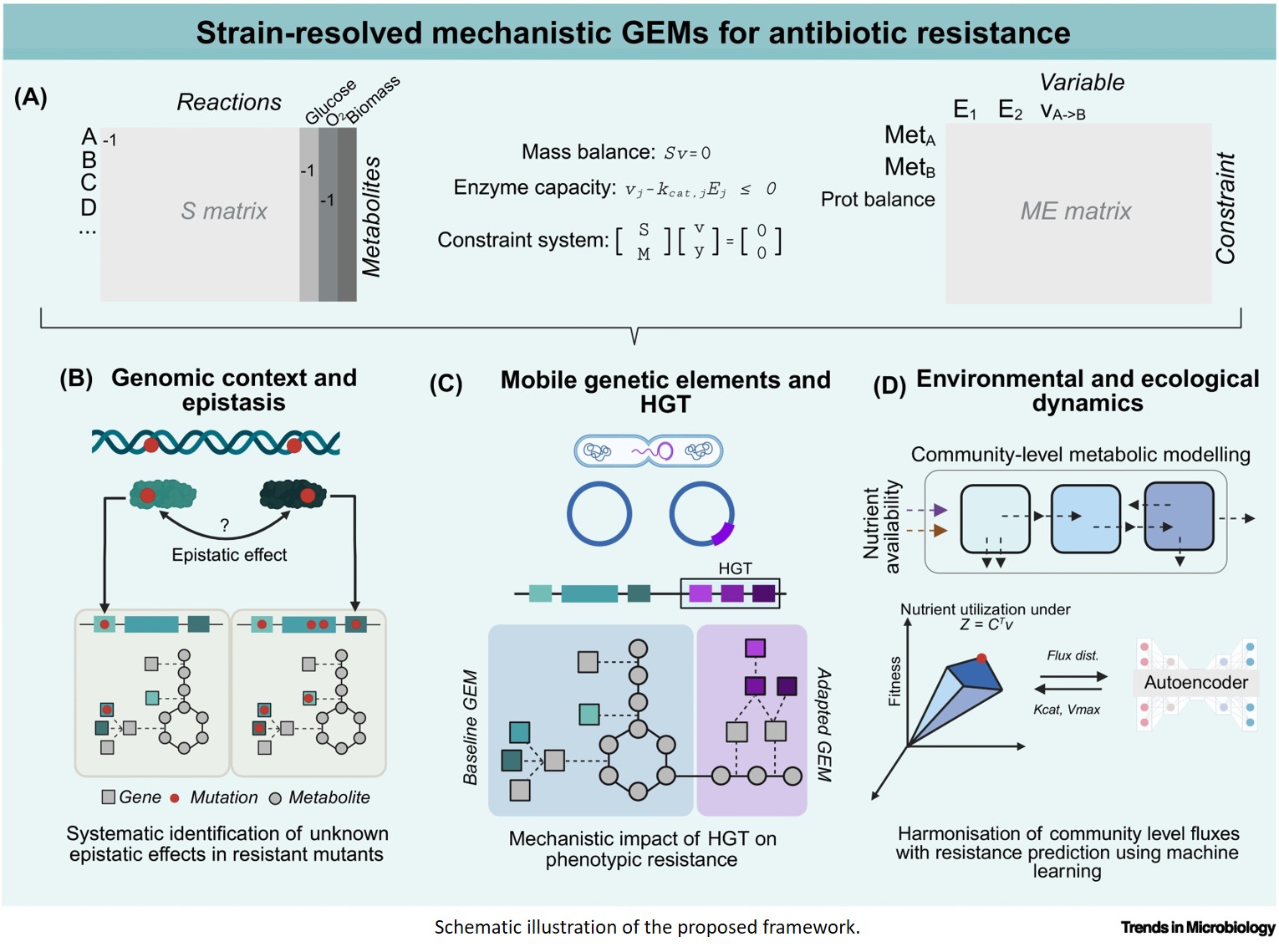 Genotype to metabolic phenotype in microbial resistance