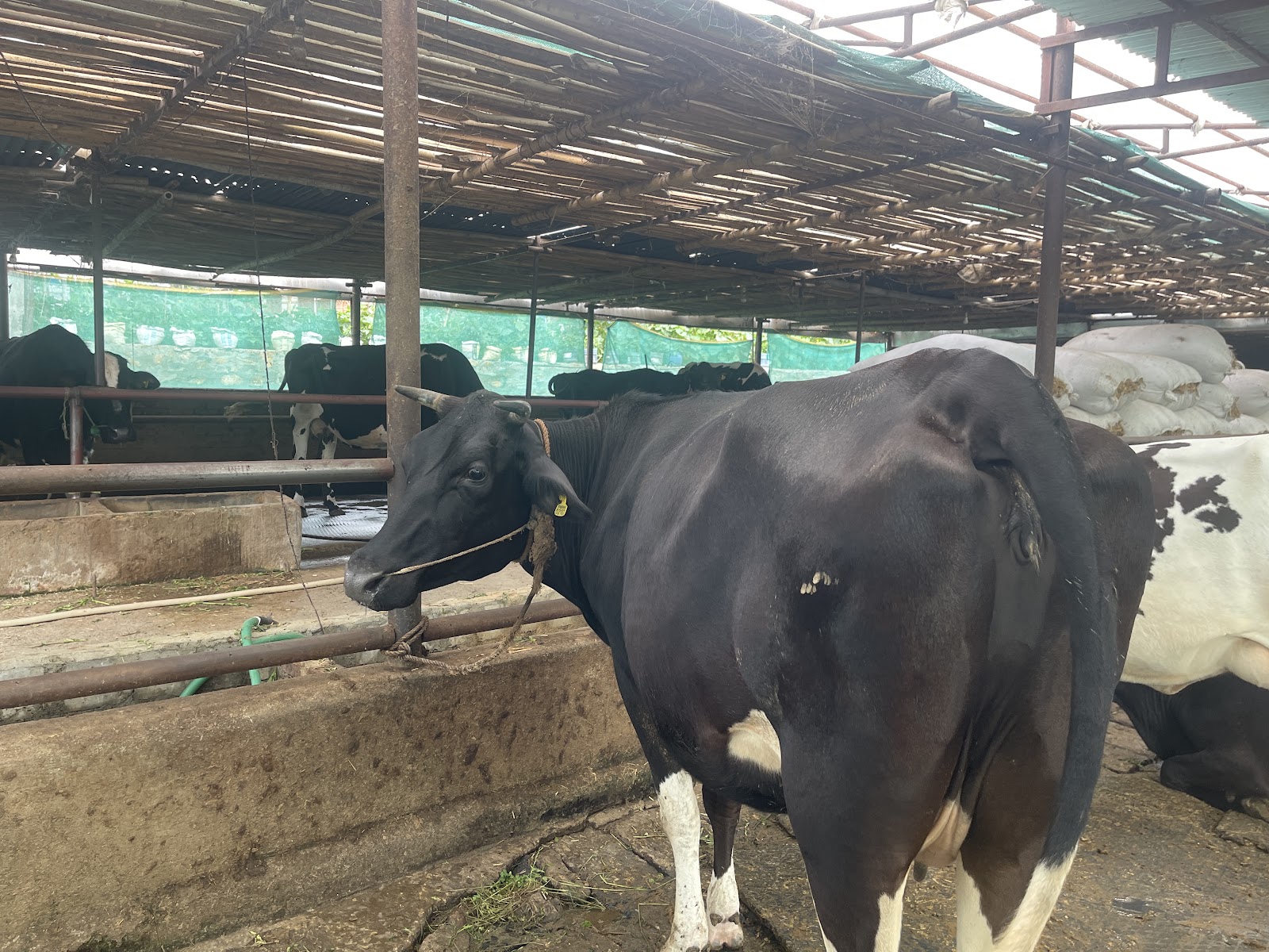 🏡 Sabal Farm - Sabal Farm