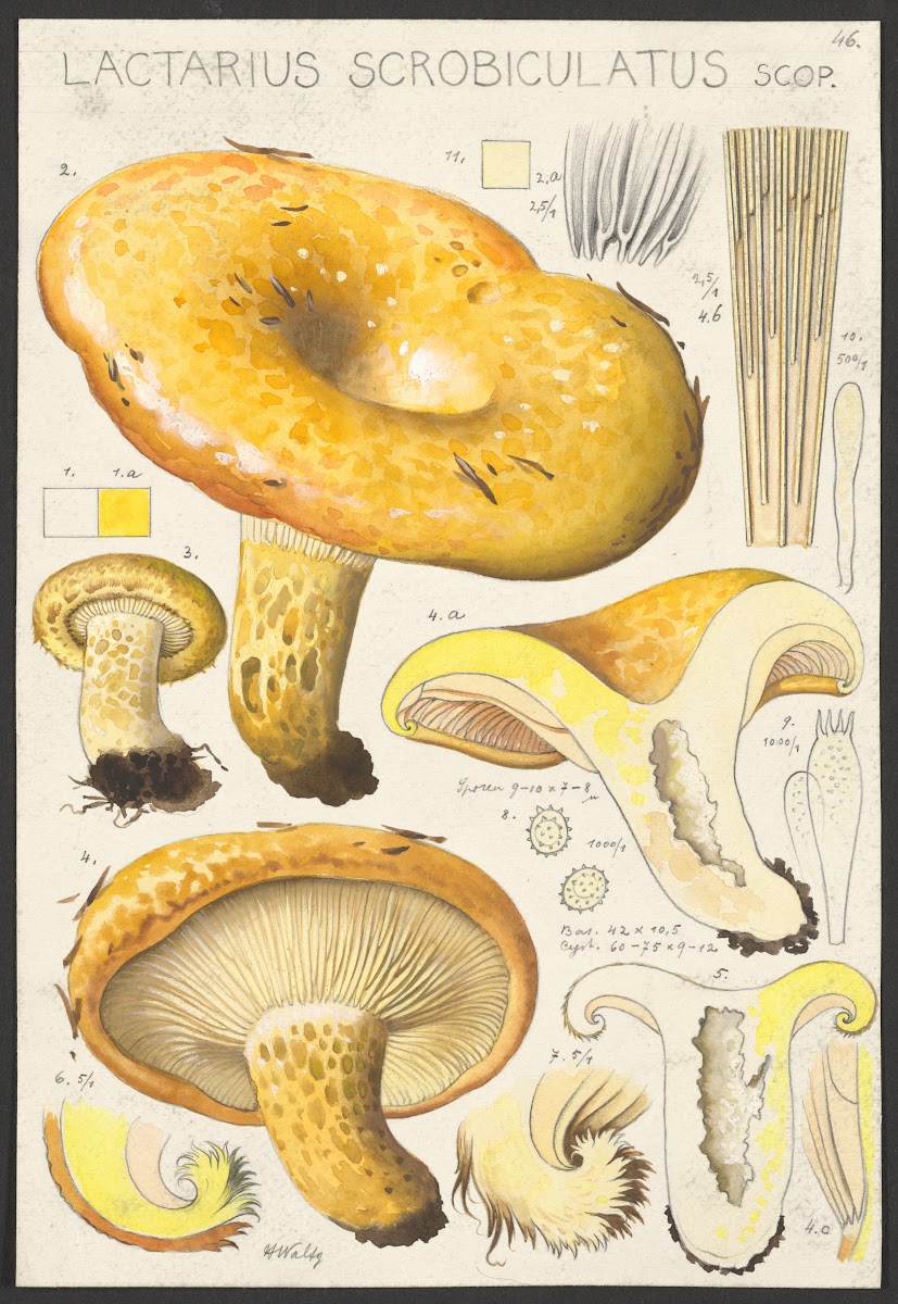 Lactarius scrobiculatus Scop 1915 1945