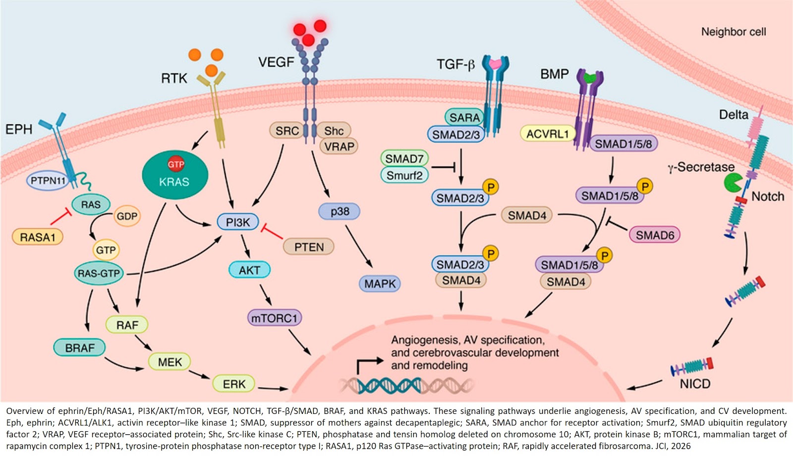 Towards precision medicine for brain arteriovenous malformations